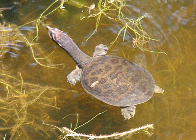 [This turtle is completely stretched out swimming. Its shell isn't much longer than it head and neck. The spots on the shell are more clearly visible than on the adults in the other photos.]
